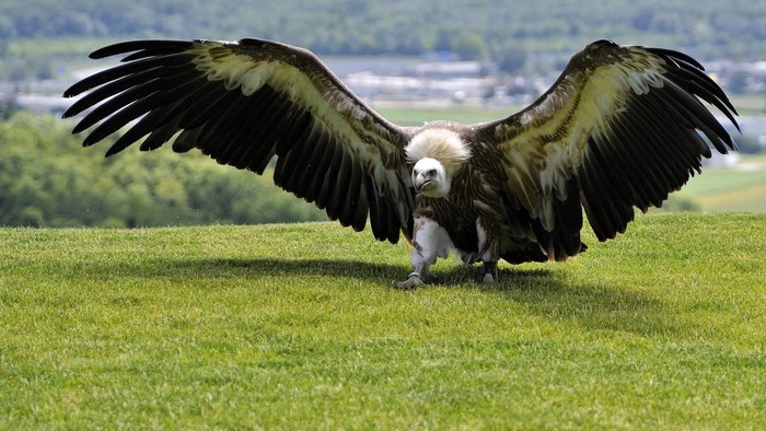 Griffon vulture with wings spread on grassy hill
