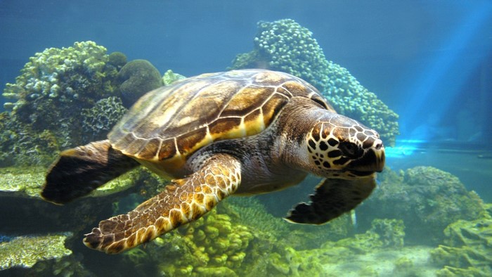 Sea Turtle Swimming Near Coral Reef