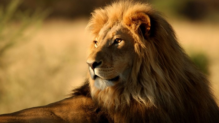 Close-up of a male lion's face