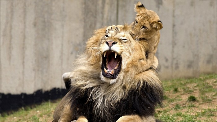 Lion cub playing on a yawning lion