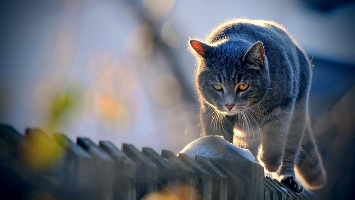 Gray cat walking on a wooden fence