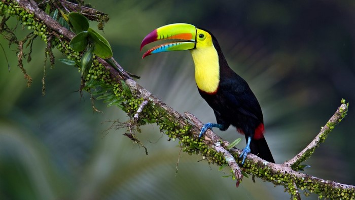 Toucan perched on a mossy branch