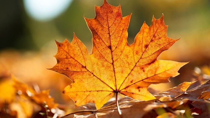 Autumn Maple Leaf Close-up