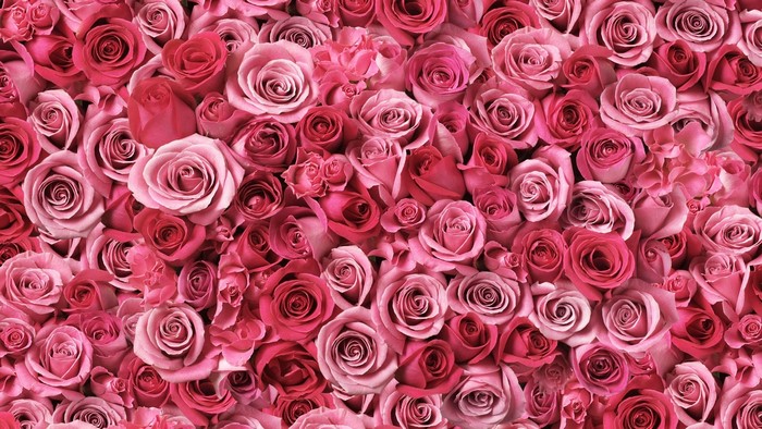 Pink and Red Roses