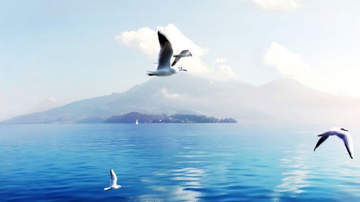 Seagulls flying over a lake in Switzerland