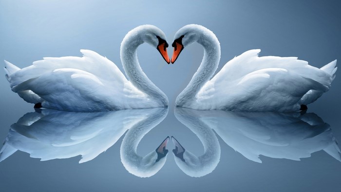Two swans forming a heart shape