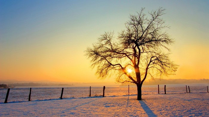 Bare tree in snowy field at sunset