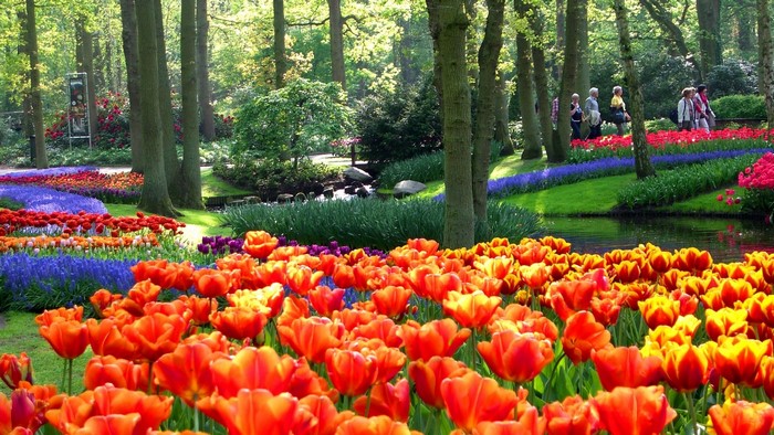 Tulip flower garden with trees and people