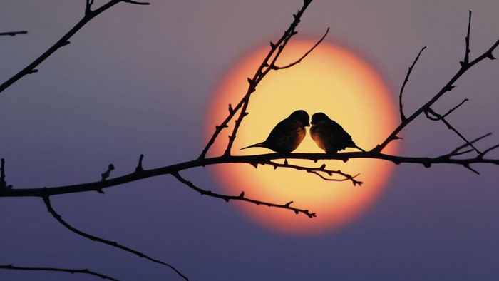 Two birds on a branch at sunset