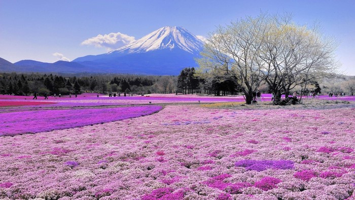 Mount Fuji and Shibazakura flowers in Japan