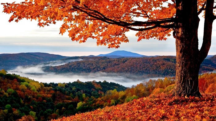 Autumn Mountain Scenery with Fog