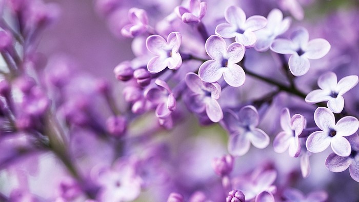 Close-up of purple lilac flowers