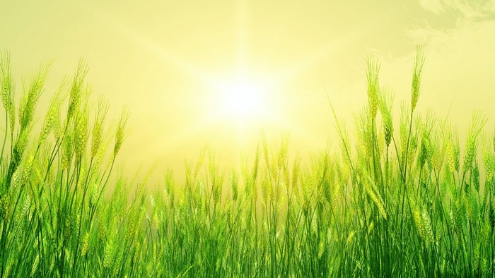 Wheat Field Under Bright Sunlight