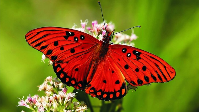 Orange butterfly on a flower