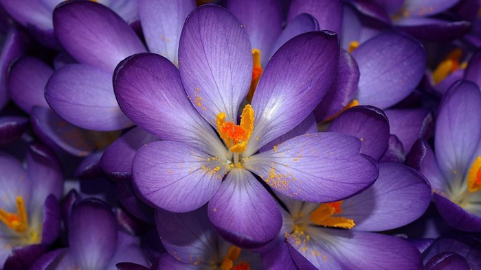 Purple Crocus Flowers in Bloom