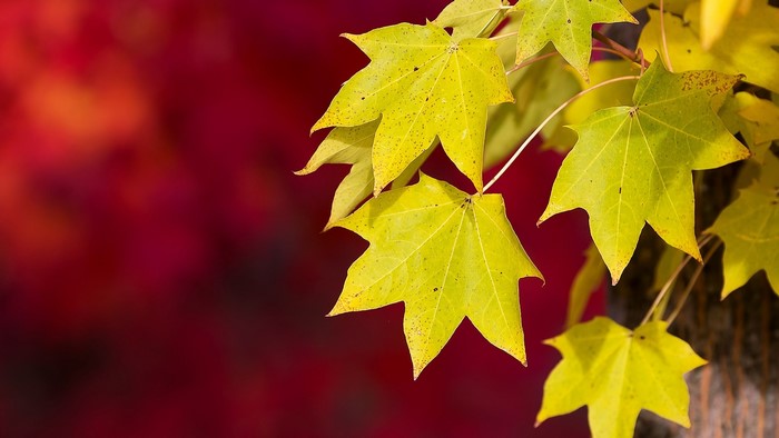 Yellow autumn leaves on a red background