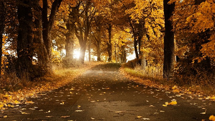 Autumn forest road with fallen leaves