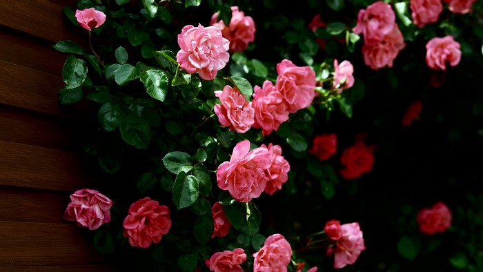 Pink Roses Blooming on a Wooden Wall