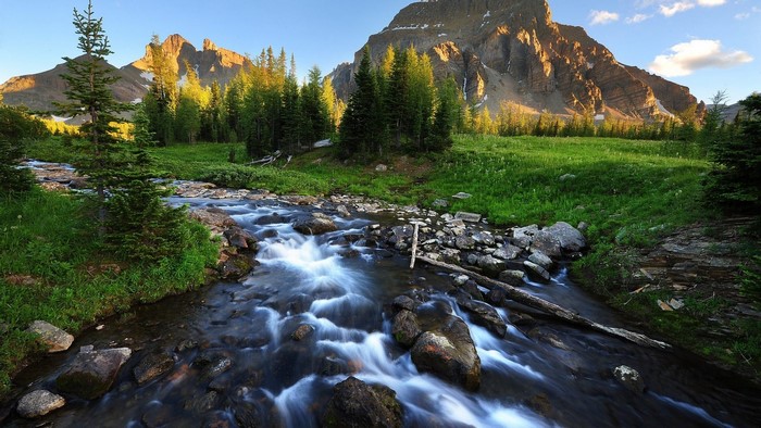 Mountain Stream and Forest Landscape