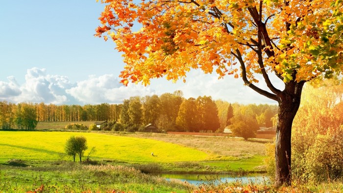 Autumn Fall Season Scenery with Colorful Trees