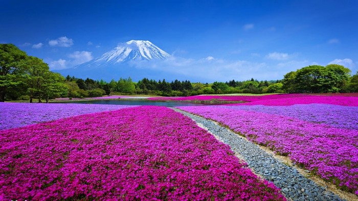 Mount Fuji and Pink Moss Phlox Field in Japan