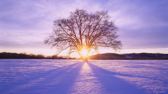Bare Tree in Snowy Field at Sunset