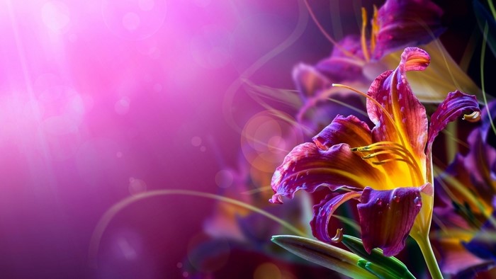Purple Lily Flowers with Pink Bokeh Background
