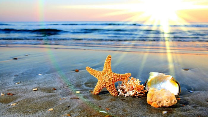 Starfish and shells on a beach at sunset