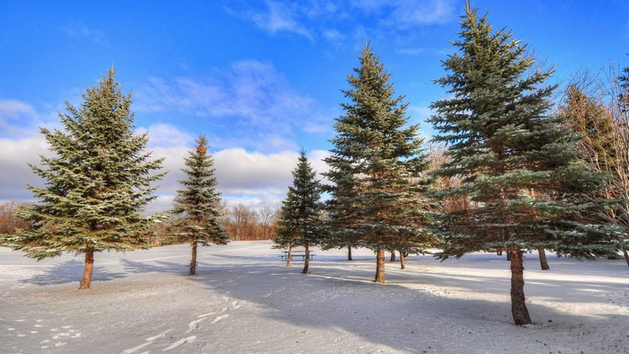 Winter trees in a snowy landscape under a blue sky