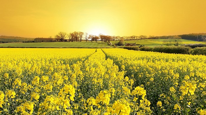 Sunset over a vibrant canola field with farm buildings