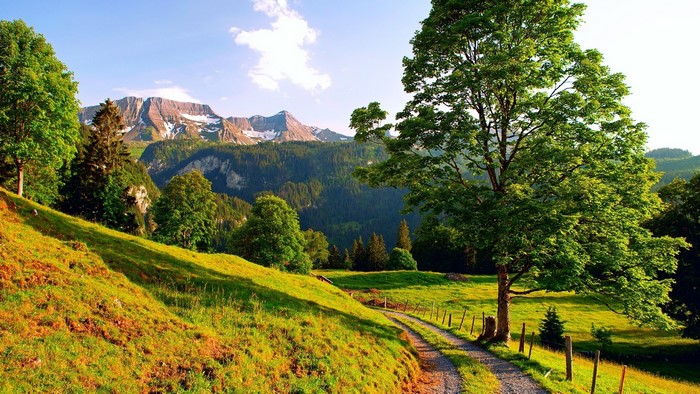 Summer Mountain Scenery with Trees and Path