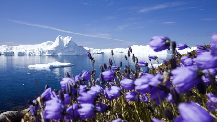 Purple Flowers with Icebergs in Greenland