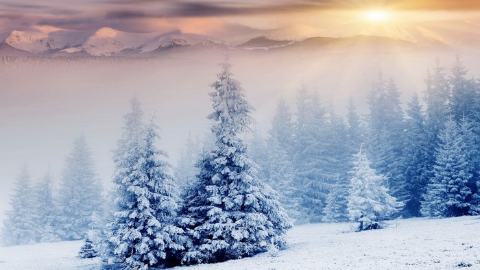 Snow-covered pine trees in a misty mountain landscape