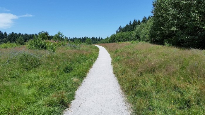 Path through a grassy field with trees