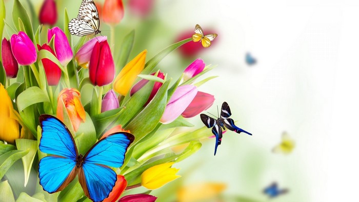Colorful Tulips and Butterflies