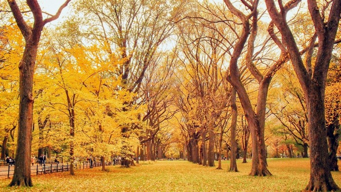 Autumn trees lining a path in a park