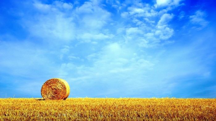 Hay bale in a wheat field under a blue sky