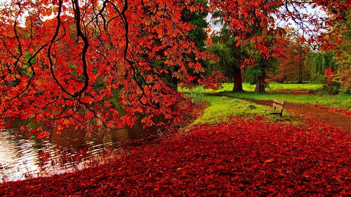 Autumn Garden with Red Leaves and Bench