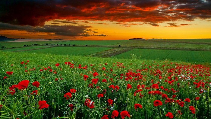 Field of red poppies at sunset