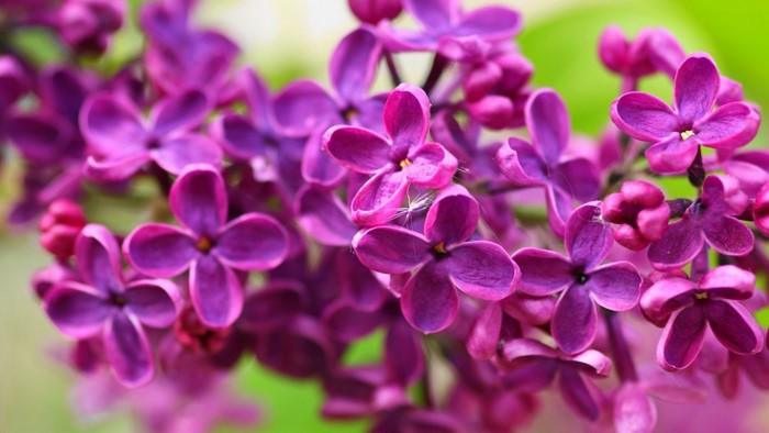 Close-up of purple lilac flowers