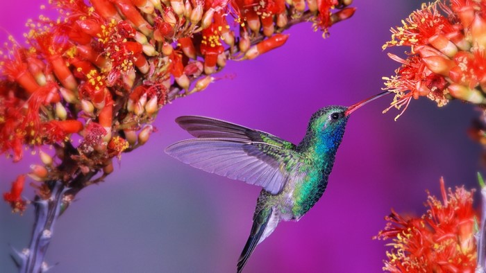 Hummingbird feeding on red flowers