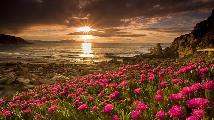 Pink flowers on a rocky beach at sunset