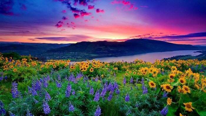 Field of Lupine and Sunflowers at Sunset
