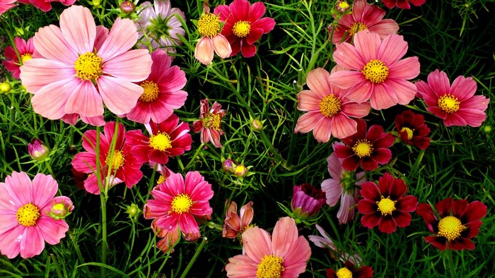 Pink and Red Cosmos Flowers in Greenery