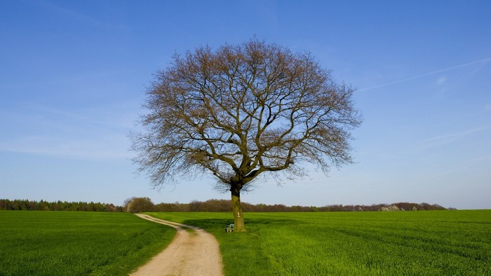 Tree in a green field with a dirt path