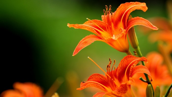 Orange lilies in a garden