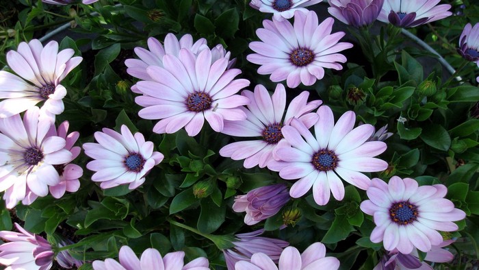 Close-up of purple and white daisies with green foliage
