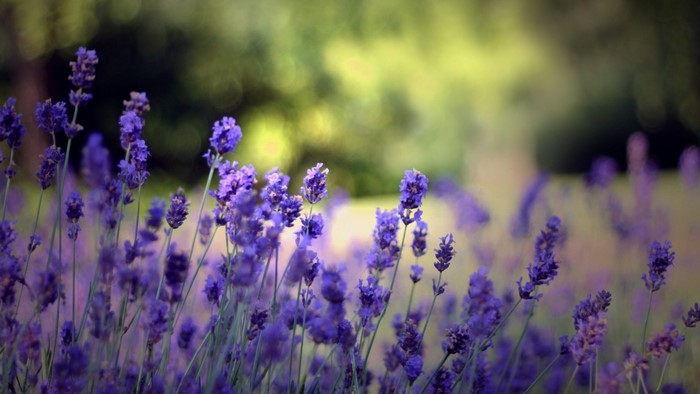 Purple Lavender Flowers in a Field