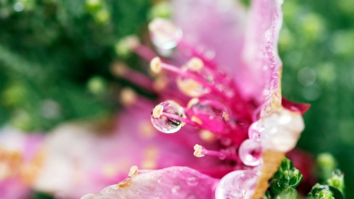 Close-up of pink flower with water droplets
