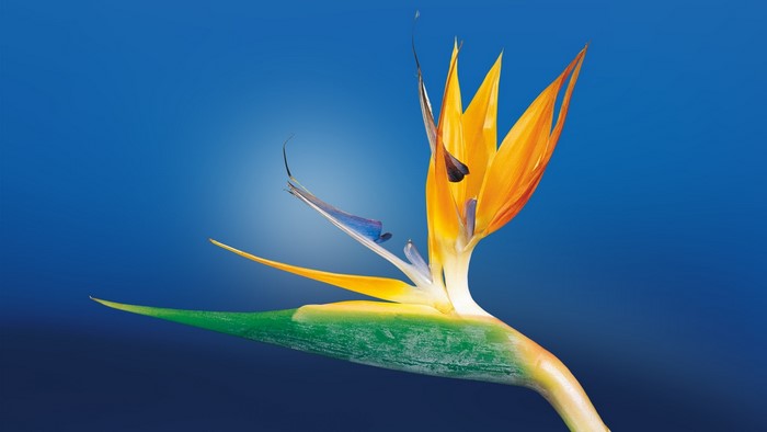 Bird of Paradise Flower